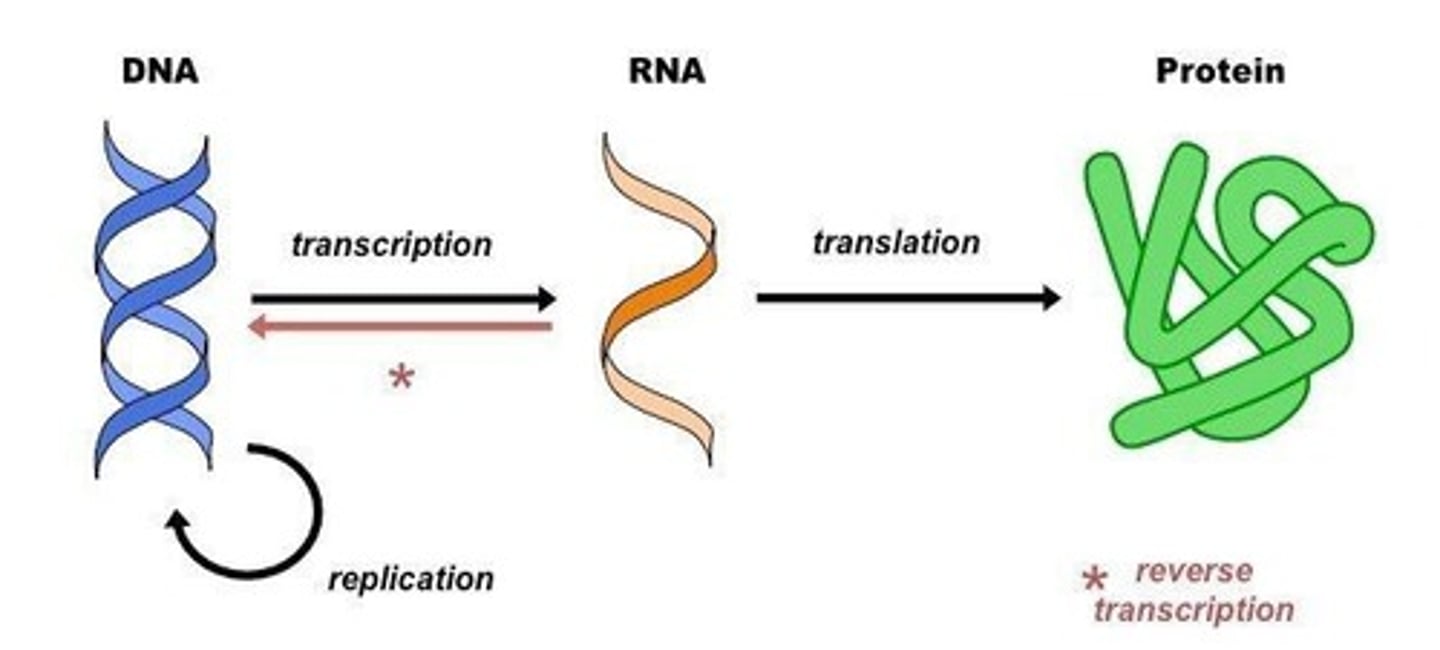 <p>DNA ⇒ RNA ⇒ Protein</p>