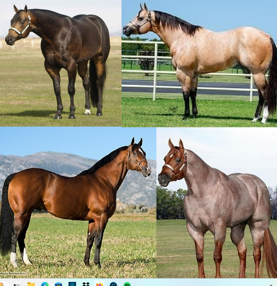 <ul><li><p>breed</p></li><li><p>strong hind quarters, powerful front.</p><p>• Short muscular neck</p><p>• Any color but sorrel most common.</p></li></ul><p></p>