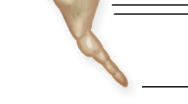 <p>tailbone; four fused vertebrae; part of pelvis</p>