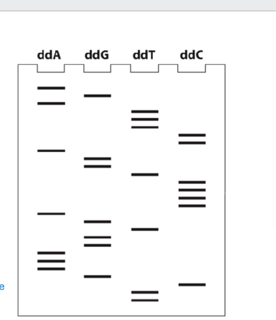 <p>Label the nucleotide sequence synthesized from primer. Also label nucleotide sequence used as template strand. </p>