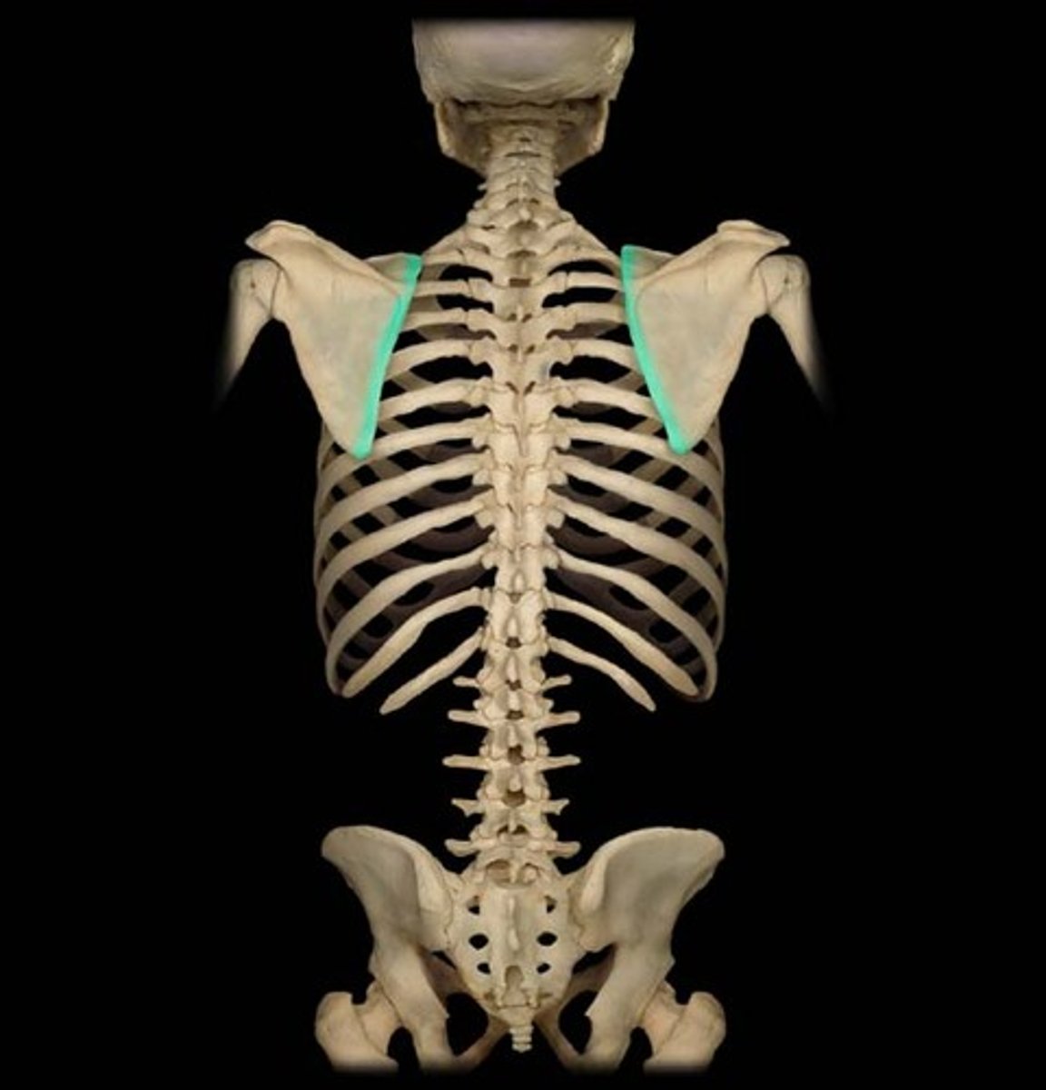<p>medial edge, next to vertebral column</p><p>insertion of serratus anterior</p>