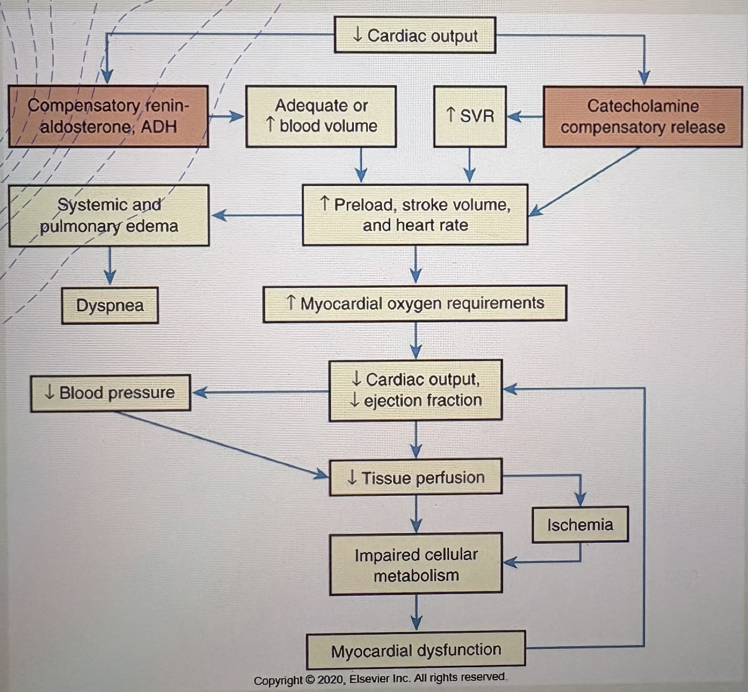 <p>Pump failure  →  ↓Stroke volume despite adequate volume  →  ↓Cardiac output  →  ↓Tissue perfusion</p>