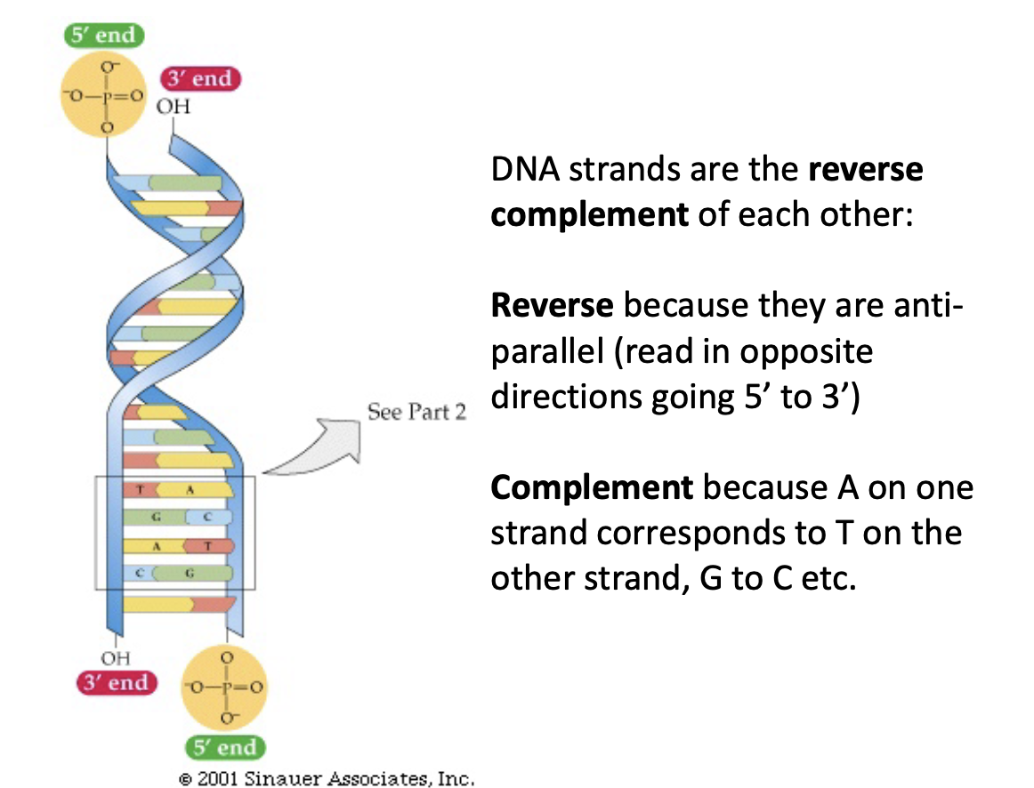 <p>DNA are reverse complements of eachother.</p><p>Reverse: they are anti parallel (read in opposite directions)</p><p>Complement: A on one strand corresponds to T on the other, etc.</p>