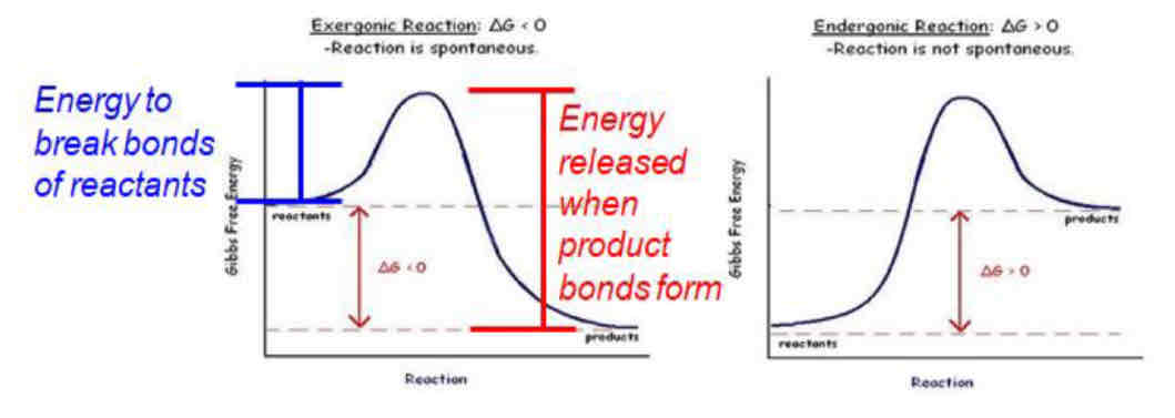 <ul><li><p><strong>ATP hydrolysis</strong> is highly exergonic (releases energy) → energy captured from this reaction can be used to drive endergonic reactions (energy stored in ATP used to drive reactions)</p></li><li><p>ADP phosphorylation/ATP synthesis is highly endergonic (unfavorable, input of energy)</p></li></ul>