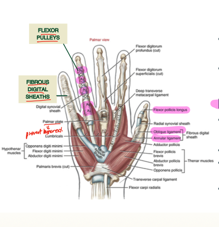 <p>annular and oblique ligaments</p>