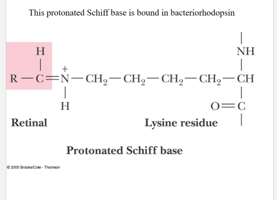 <p>Bacteriorhodopsin</p><ul><li><p>a major membrane protein of Halobacterium halobium, forming purple patches in membrane</p></li><li><p>Retinal bound as Schiff base to lysine residue of bacteriorhodopsin</p></li><li><p>Light absorption promotes trans to cis isomerization</p><p>of the retinal</p></li><li><p>Conformational changes during isomerization results in pumping protons out of cell</p></li></ul><p></p>