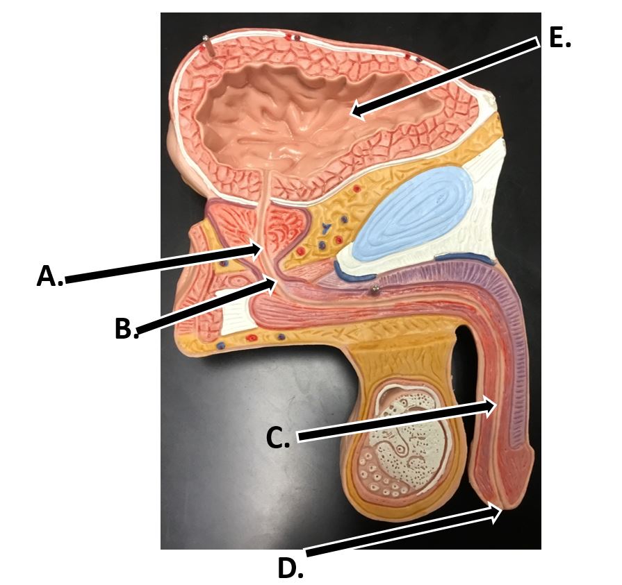 <p>C</p>