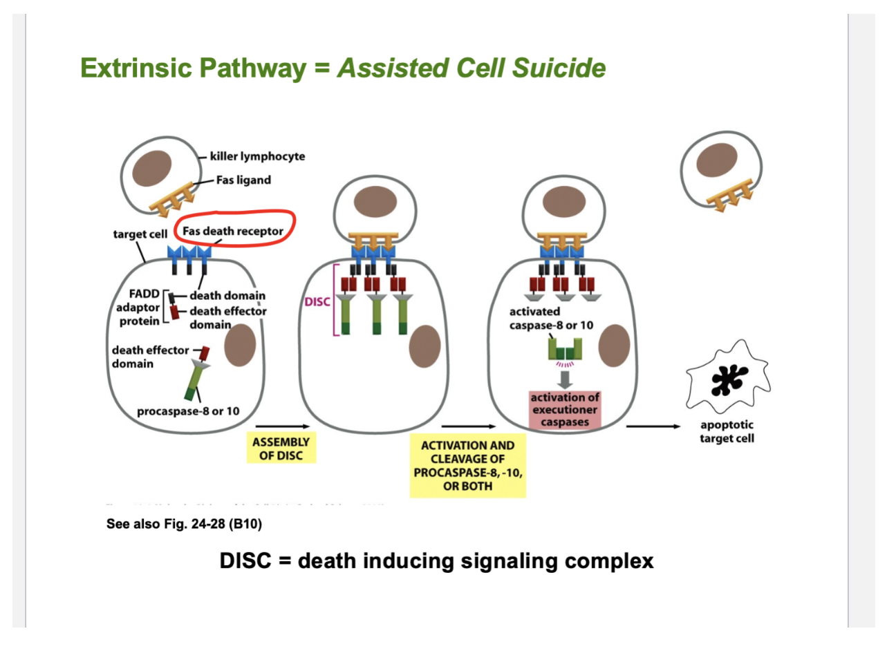 <ul><li><p>Another cell has to bind to the cell that has to die = <strong>killer lympho</strong>c<strong>yte, which has Fas ligand</strong></p></li><li><p>The cells that are going to be targeted for death are expressing receptors for the Fas Death receptors</p><ul><li><p>Thus this is juxtacrine signaling - two cells in contact with each other </p></li><li><p>Once those death cell receptors bind to the Fas presented by another cell, large complexes of proteins are forming</p></li><li><p>The proteins that associate with those proteins have enzymatic activities, which leads to the expression of caspases —&gt; which destroy the rest of the cell </p></li></ul></li><li><p>This is forming the death inducing signaling complex (DISC)</p></li><li><p>There are many ways to die </p></li></ul><p></p>