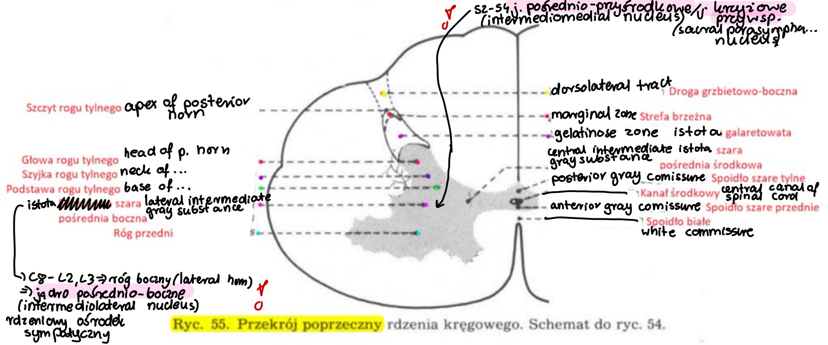 <p>rdzeniowe ośrodki układu autonomicznego</p>