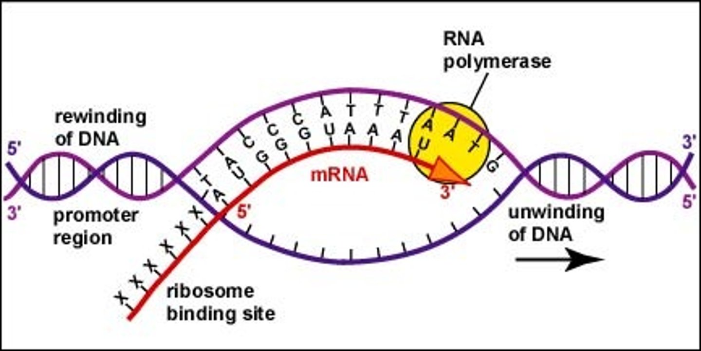 <p>Copy of structural gene, carries DNA message through complementary copy; translated by ribosomes, message is in triplets called codons</p>