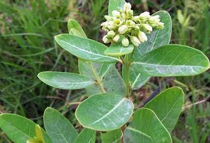 <p>Hemp dogbane</p>