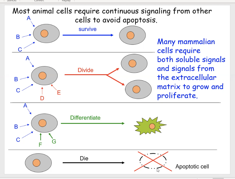 <ul><li><p>Cells require constant signaling from their environment, other cells, and their own interior</p></li></ul><p>The diagram shows different examples of cells getting various combinations of signals, which enable them to perform specific functions.</p><ol><li><p>Cell 1 is getting signals from signals A,B,C to tell it to survive</p></li><li><p>Cell 2 is getting signals from A, B, C AND D, E, which tells it to divide</p></li><li><p>Cell 3 is getting signals from A, B, C AND F, G telling it to mature</p></li><li><p>Cell 4 has no signals which means it should undergo apoptosis</p></li></ol><p></p>