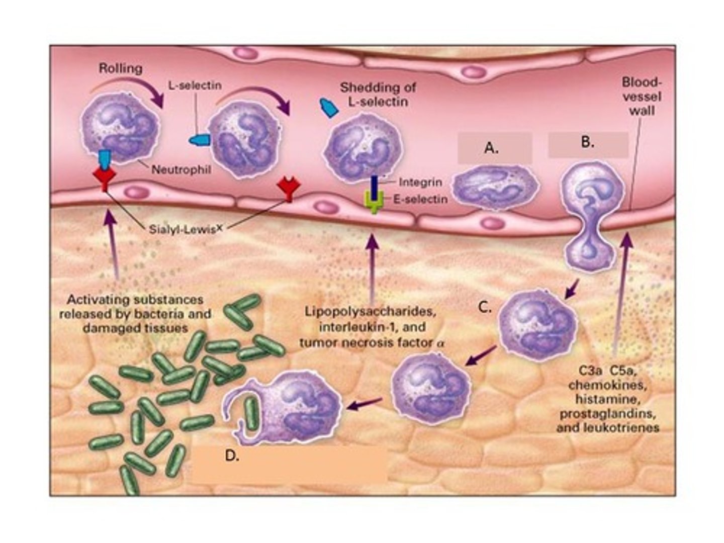 <p>During an invasion, white blood cells leave the bloodstream by squeezing through the arterial walls and collect at sites of invasion</p>