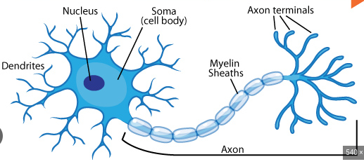 <p>Dendrite: Receiving fiber</p><p>Axon: Transmitting fiber</p><p>Soma: Cell body, triggers action</p><p>Terminal Branches: allows messages to be sent in different directions</p><p>Terminal Buttons: hold synaptic vesicles which hold neurotransmitters</p><p>Myelin Sheath: cover on the axon to accelerate speed of neural impulses</p><p>Synapse: Space in between neurons</p>