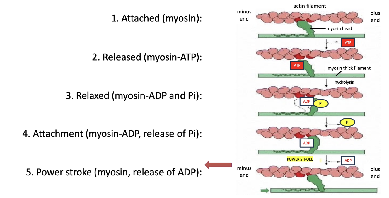 <ul><li><p><strong>Chemical energy (ATP)</strong> → <strong>Mechanical movement (contraction)</strong></p></li><li><p><strong>Myosin motor cycle (5 steps):</strong></p><ol><li><p><strong>Myosin binds actin</strong> (tight)</p></li><li><p><strong>ATP binds myosin</strong> → releases from actin</p></li><li><p>ATP → <strong>ADP + Pi</strong> → myosin changes conformation (relaxed)</p></li><li><p><strong>Pi released</strong> → myosin re-binds actin (strongly)</p></li><li><p><strong>ADP released</strong> → myosin changes conformation → actin is pulled left (back to step 1)</p></li></ol></li><li><p>Cycle <strong>repeats</strong> with each new ATP during muscle contraction</p></li><li><p><strong>Each ATP = small movement (few nm)</strong> along actin</p></li></ul><p></p>