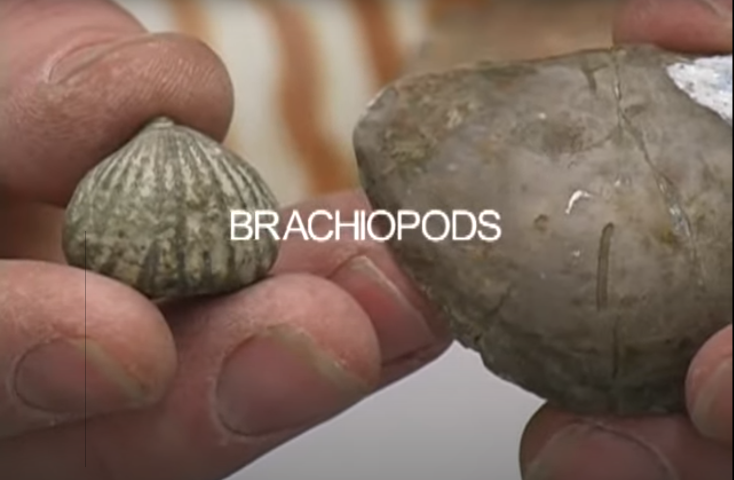 <p>What is this the fossil of?</p>