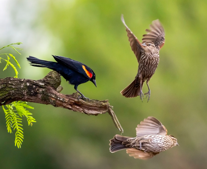 <p>Red-winged Blackbird</p>