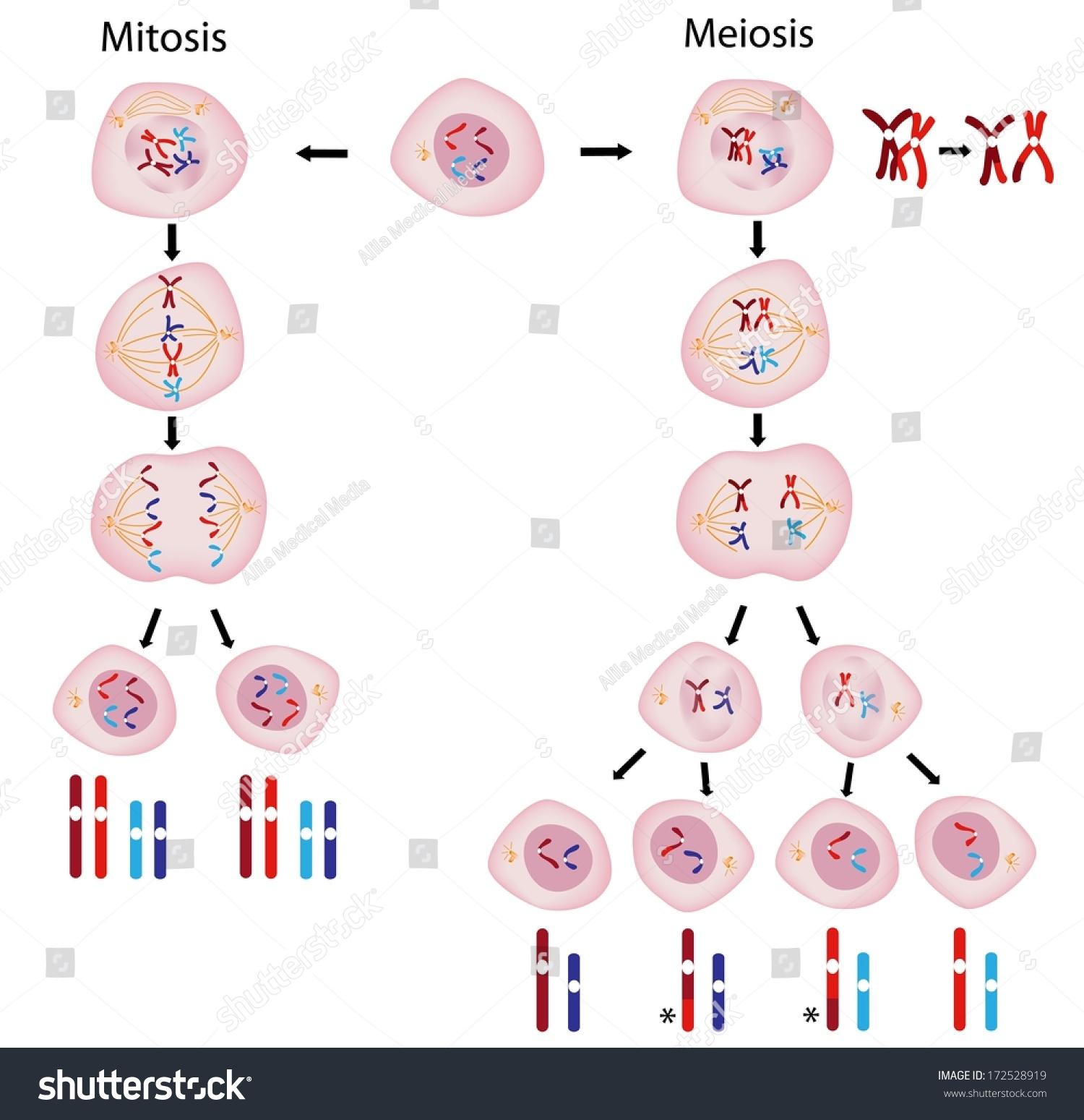 <ol><li><p>before the cell divides it replicates its genetic information and the chromosomes arrange themselves into pairs</p></li><li><p>in the first division the chromosome pairs line up int he center of the cell</p></li><li><p>the pairs are then pulled apart so each new cell only has one coppy of each chromosome</p></li><li><p>this is repeated in the second division</p></li><li><p>4 gametes are produced, each with only a single set of chromosomes.</p></li></ol><p></p>