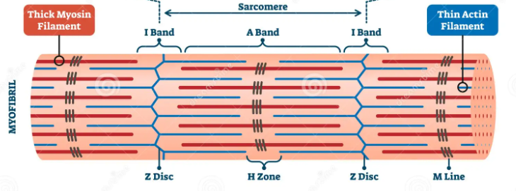 <p>The myofibrils contain <strong>thick filaments made of myosin </strong>and <strong>thin filaments made of actin </strong>arranged in an interlocking pattern- these slide past each other to make the muscle fibres contract</p><ul><li><p>The <strong>M</strong> line is where thick <strong>myosin</strong> filaments attach</p></li><li><p>The <strong>Z</strong> line is where the thin <strong>actin</strong> filaments attach</p></li><li><p>A <strong>sarcomere</strong> is the section between two<strong> Z lines</strong></p></li><li><p>The <strong>A</strong> (dark) band is the length of the thick <strong>myosin </strong>filaments</p></li><li><p>The <strong>H</strong> band is where <strong>only </strong>thick <strong>myosin</strong> filaments are present</p></li><li><p>The <strong>I</strong> (light) band is where <strong>only</strong> thin <strong>actin </strong>filaments are present</p><p></p></li></ul><p></p>