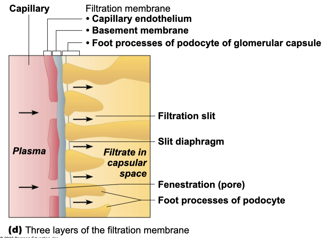 <p><span style="color: blue;"><strong>STRUCTURE</strong></span><span style="color: red;"><strong> </strong></span></p><ul><li><p>Porous membrane between blood and interior of glomerular capsule </p></li></ul><p><span style="color: red;"><strong>FUNCTION</strong></span></p><ul><li><p>Allow water and solutes smaller than plasma proteins to pass → NORMALLY NO CELLS CAN PASS </p></li></ul><p><span style="color: red;"><strong> </strong></span></p>