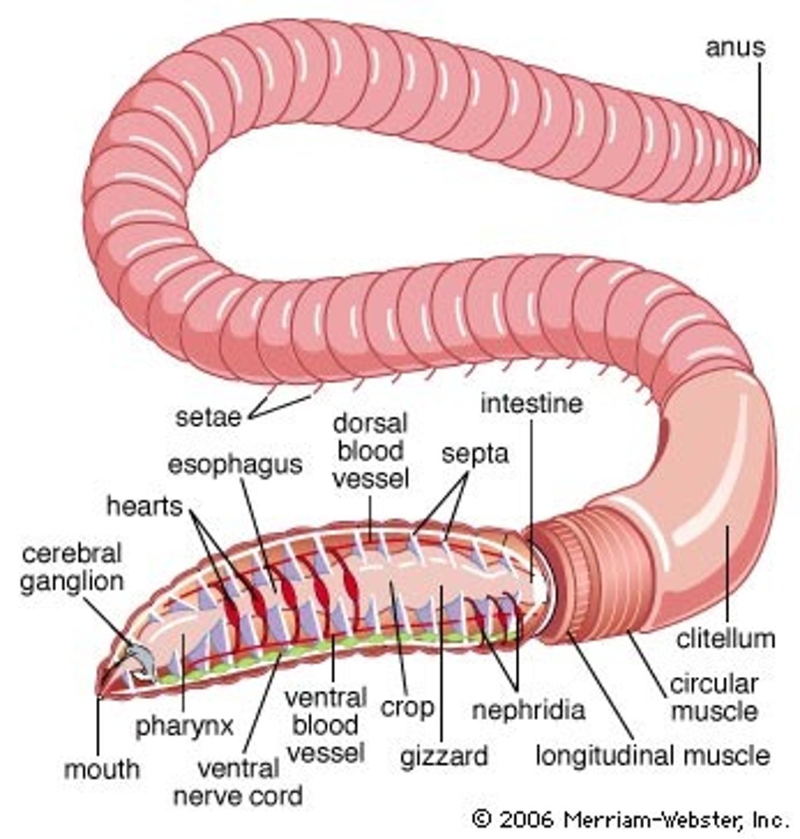 <p>In Annelida, the divisions between the segments</p>