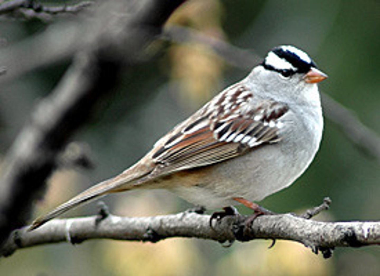 <p>Passerellidae</p>