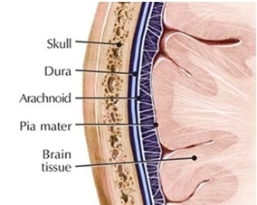 <p><span style="font-family: hurme_no2-webfont, -apple-system, system-ui, sans-serif">3 membranes that lie underneath the skull: the dura mater (tough mother), arachnoid (spider web-like), and pia mater (tender mother); arteries and veins bring blood to and from brain and heart in this area</span></p>