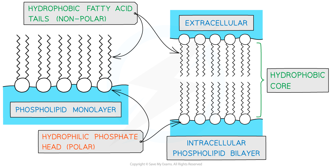 <ul><li><p>heads are hydrophilic and tails hydrophobic, so they form a double layer with heads facing out towards the water on both sides of the cell membrane </p></li><li><p>water soluble substances can’t easily pass through the membrane - acts as a barrier </p></li><li><p>in water single or double layered spheres called micelles can form, or monolayers on the surface </p></li></ul><p></p>