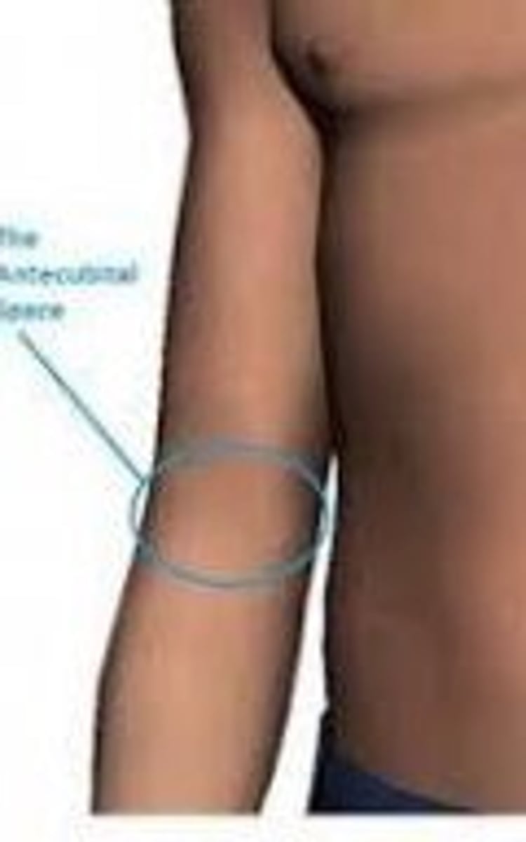 <p>depressed area just in front of elbow</p>