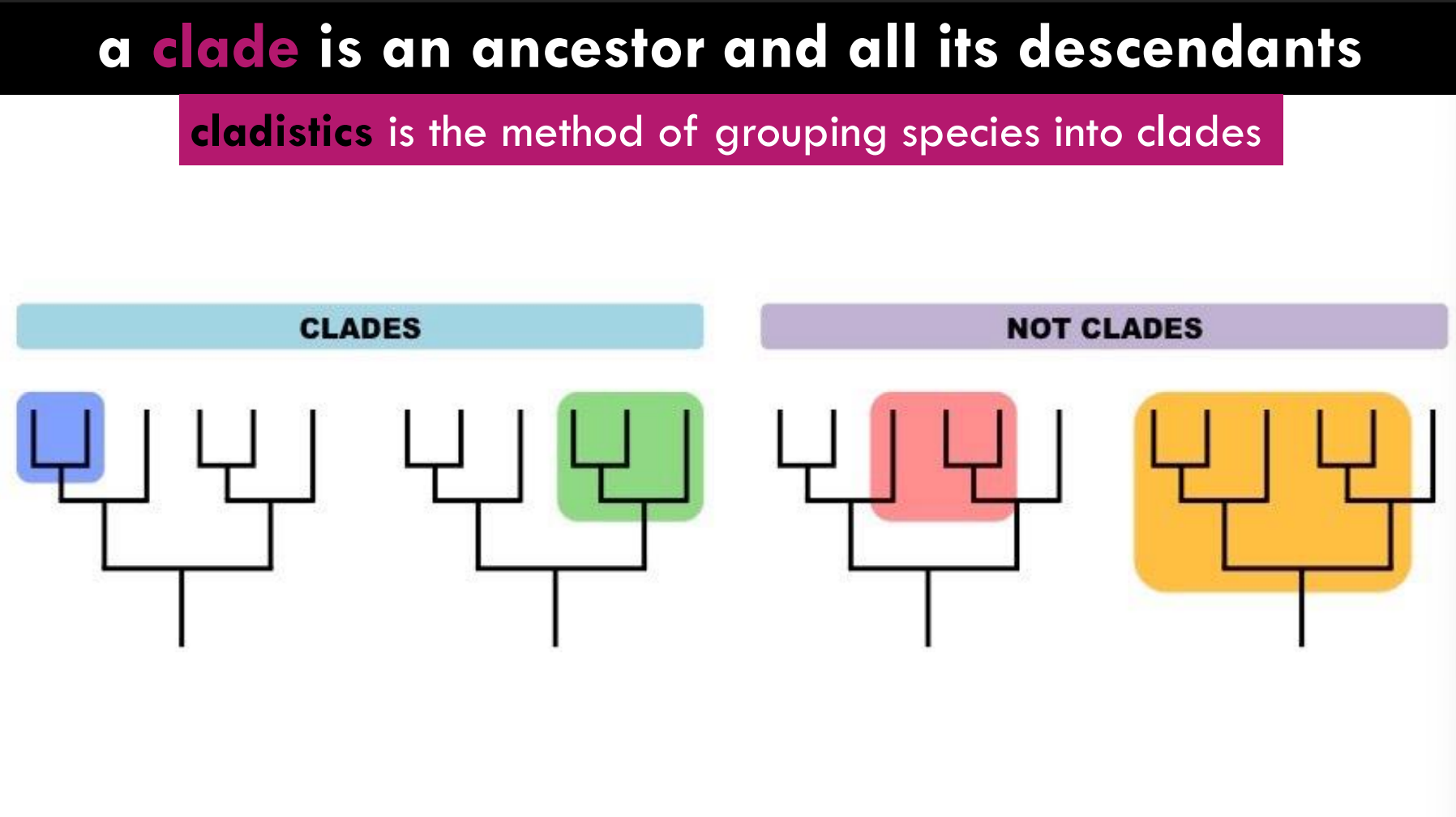 <p>Cladistics: grouping species into clades, which encompass an ancestor and its descendants</p><p></p><p>when making a clade you have to include all descendants from the starting branch point</p>