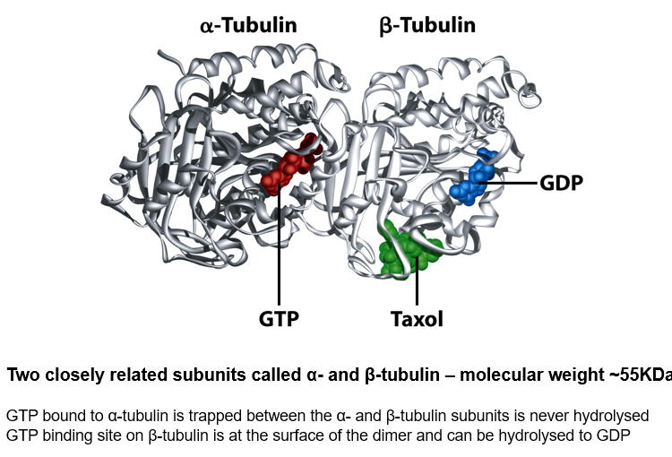 <p><span><strong>Two closely related subunits called α- and β-tubulin – molecular weight ~55KDa</strong></span></p><p style="text-align: left;"></p><p style="text-align: left;"><span>GTP bound to α-tubulin is trapped between<strong> </strong>the<strong> </strong>α- and β-tubulin subunits is never hydrolysed</span></p><p style="text-align: left;"><span>GTP binding site on β-tubulin is at the surface of the dimer and can be hydrolysed to GDP</span></p>