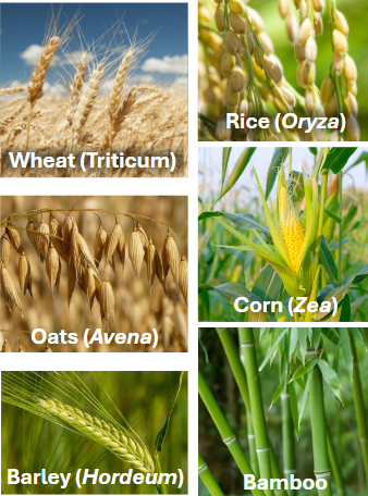 <p>Poaceae</p>