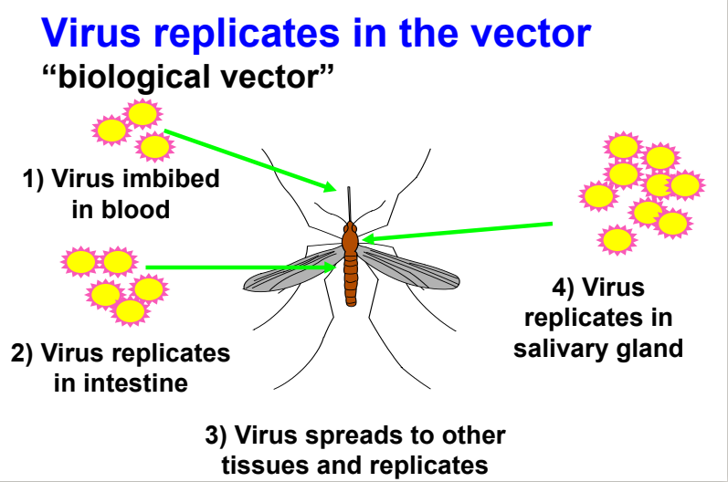 <ol><li><p>virus imbibed in blood</p></li><li><p>virus replicates in intestine</p></li><li><p>virus spreads to other tissues and replicates</p></li><li><p>virus replicates in salivary gland</p></li></ol><p></p>