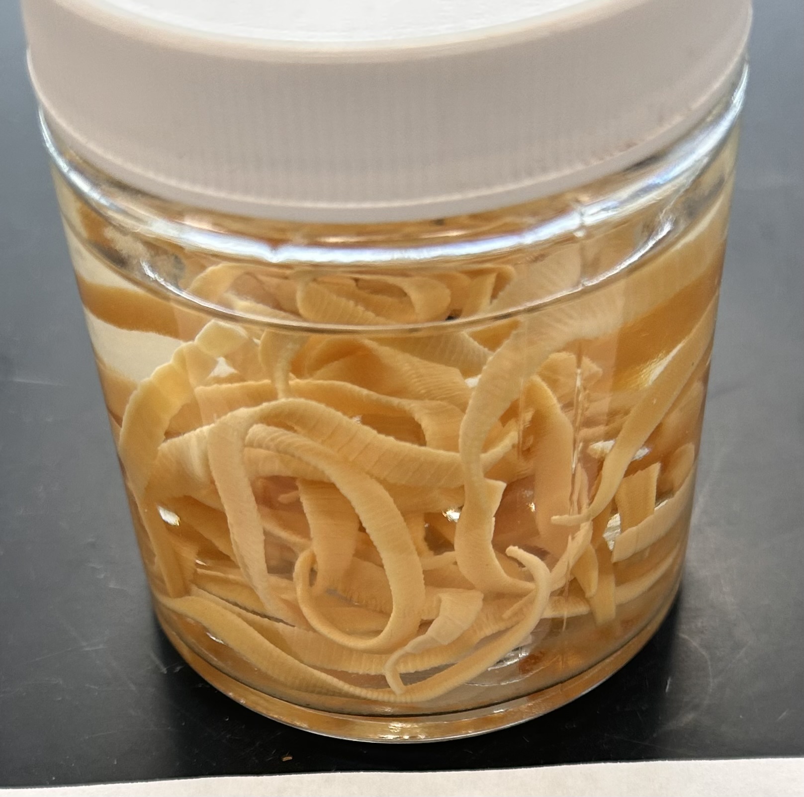 <p>Identify the organism and the Class it belongs to</p>