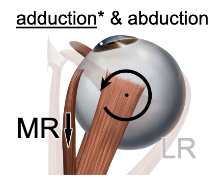 <p>medial rectus m.</p>