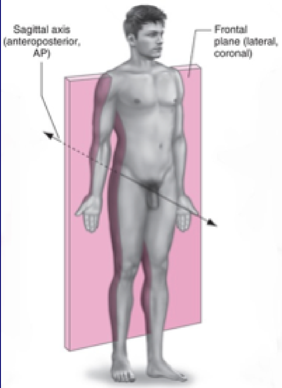 <p>Saggital axis</p>