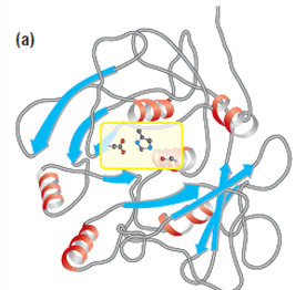 <p>Catalytic triad</p>