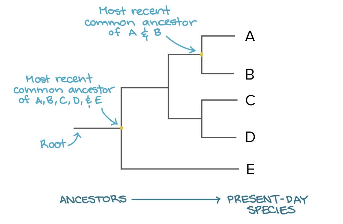 <p><span><span>(cladogram, tree of life, or evolutionary tree)</span></span></p><p><span><span>graphical representation resembling a tree that illustrates the evolutionary and phylogenetic relationships between biological taxa based on their physical or genetic characteristics</span></span></p>