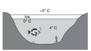 <p>As shown in the diagram, when environmental temperatures drop below freezing, a layer of ice typically forms on the surface of bodies of freshwater such as lakes and rivers.</p><p>Which of the following best describes how the structure of ice benefits the organisms that live in the water below?</p>