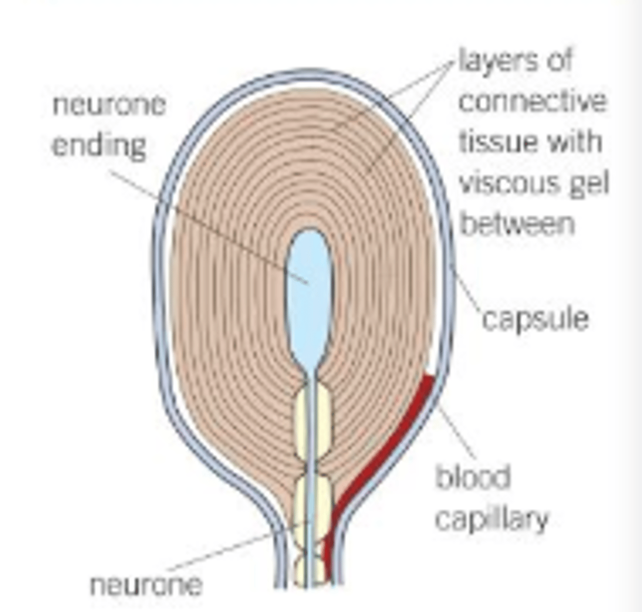 <p>myelinated nerve - naked nerve ending</p><p>enclosed by a connective tissue capsule of layered membrane lamellae and each layer is separated by fluid</p>