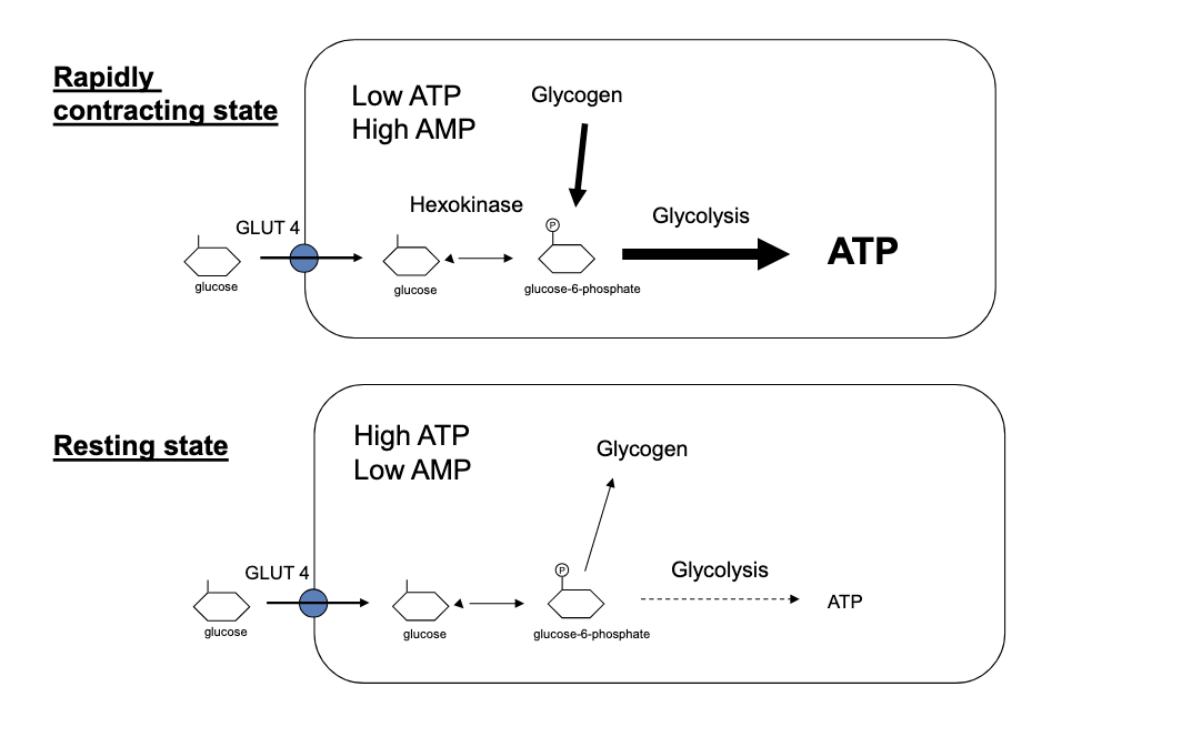 <p>rapidly contracting state (e.g. exercising) </p><ul><li><p>low ATP/ high AMP (signal of low energy)</p></li><li><p>glucose is brought into cell via <strong>GLUT4</strong> transporters → <strong>hexokinase</strong> converts<u> glucose </u>to <u>glucose-6-phosphate</u> → glycolysis → ATP</p></li><li><p>also stored glycogen is broken down into <u>G6P</u> to further fuel glycolysis</p></li><li><p>outcome = max ATP production to meet urgent energy demand of muscle contractions</p></li></ul><p>resting state </p><ul><li><p>high ATP/low AMP</p></li><li><p>glucose is brought into cell via <strong>GLUT4</strong> transporters → converted to G6P → instead of fueling glycolysis, channeled towards glycogen synthesis (storage) </p></li><li><p>→ also has glycolysis but it <strong>slows down</strong> b/c cell already has enough ATP</p></li><li><p>outcome = energy is conserved and glucose is stored as glycogen for future use</p></li></ul><p></p>