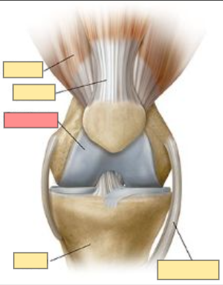<ul><li><p>flexible, rubbery tissue</p></li><li><p>covers the ends of bones at joints</p></li><li><p>reduces friction &amp; absorbs shock</p></li></ul><p></p>