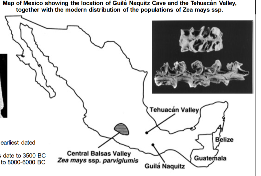 <p> Guilá Naquitz Cave has the earliest dated maize cob at 4300 BC</p><p> Tehuacán Valley maize cobs date to 3500 BC</p><p> Guilá Naquitz squash dates to 8000-6000 BC&nbsp;</p>