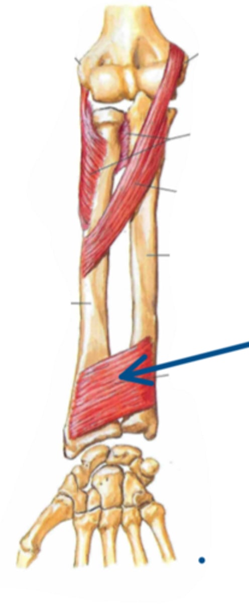 <p>Identify the action of the structure indicated by the arrow</p>