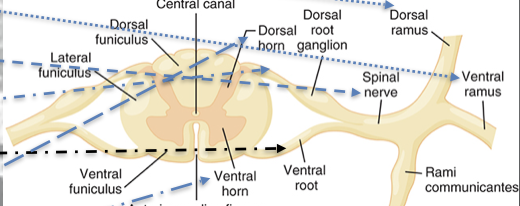 <ul><li><p>dorsal ramus </p></li><li><p>ventral ramus </p></li><li><p>spinal nerve </p></li><li><p>dorsal root </p></li><li><p>ventral root </p></li><li><p>dorsal horn </p></li><li><p>ventral horn </p></li><li><p>anterior median fissure </p></li><li><p>dorsal funiculus </p></li><li><p>lateral funiculus </p></li><li><p>ventral funiculus </p></li></ul><p></p>