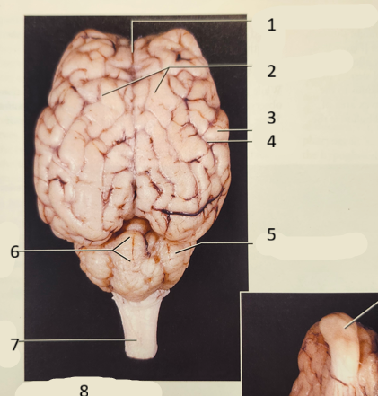 <p>SHEEP Brain 1-4</p>