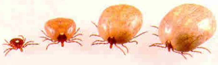 <p><strong>Acarina</strong> (Mijten en Teken; niet Araneae)</p>