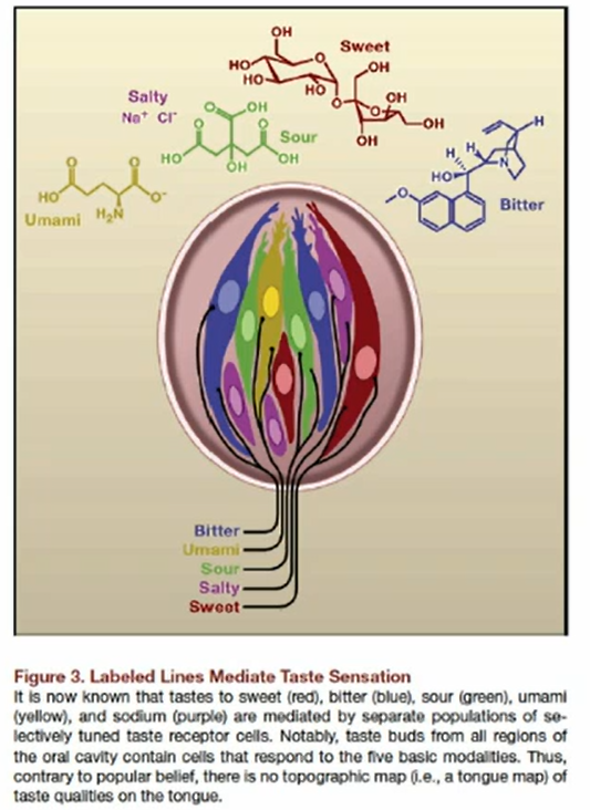 <p>we do NOT perceive just one taste quality on each part of the tongue; taste buds from all regions of the oral cavity contain cells that respond to all five basic tastes </p>