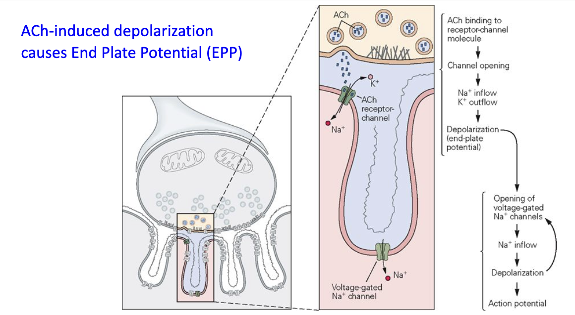 <ul><li><p>ACh binds to AChR → opens ligand-gated channels → muscle depolarization</p></li></ul><ul><li><p>Depolarization opens nearby voltage-gated Na⁺ channels</p></li><li><p>If threshold reached → muscle action potential</p></li></ul><p></p>