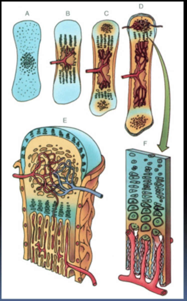 <p>a cartilage template is replaced by bone, involved intramembranous formation in long bones</p>